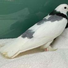 Adult Pidgeon, Unknown Gender White and Gray