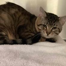 Adult Male Intact Tabby Domestic Shorthair 