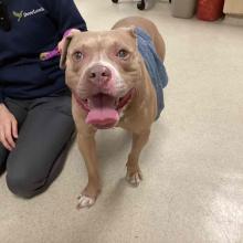 Tan pitbull standing on floor with ears perked up and open mouth
