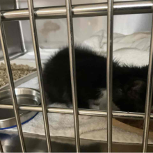 Tuxedo Kitten
