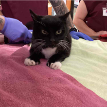 Tuxedo cat with thumbs