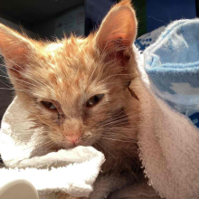 Orange Kitten