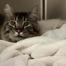 Adult Male Intact Gray Tabby