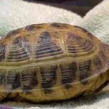 Adult Male Green and Brown Tortoise