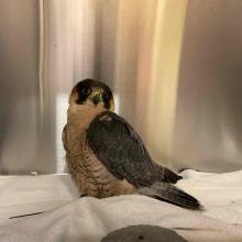 Small, adult male falcon, approximately one year old. Khaki-colored body with dark brown stripes, grey wings and tail feathers, and black markings around, above, and below both eyes. Silver GPS Tracker on right pelvic limb reads 434.205.