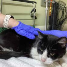 Adult, female, black and white, domestic shorthair cat. Body mostly black with white around chest; head mostly black with white nose and snout.