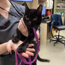 Young DSH Female Black Cat 