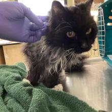 Black long haired cat with white around neck