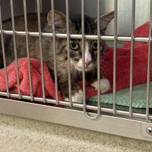 Adult Male Intact Domestic Longhair Tabby about four years old - MGD15716