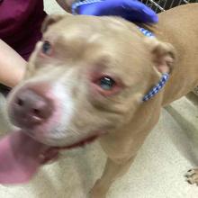 Adult Male Intact Light Brown American Pitbull
