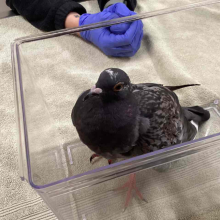 Grey pigeon in box
