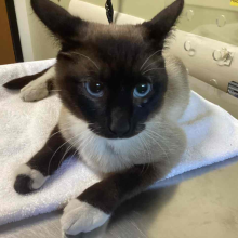 Adult Male Intact Domestic Shorthair Black and Tan