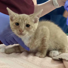 Young Male Intact Orange Cat Kitten