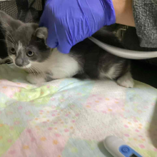 found kitten, grey and white, female, domestic shorthair