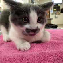 found kitten, female, grey and white