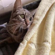 1 year Female Domestic Shorthair Grey/Tabby