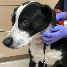 a black and white dog is held by gloved hands