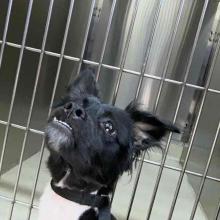 Black male chihuahua mix with noted underbite and white patch of fur below mouth.