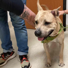 Tan pitbull with camo bandana