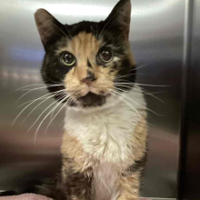 Calico cat with mostly orange and black face and white chest