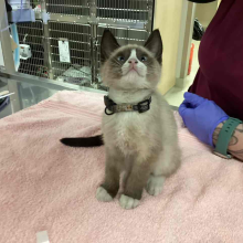 lost kitten, found kitten, brown and white, 8 week old kitten