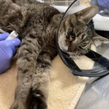 found cat, female, tabby