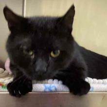Adult Male Intact Domestic Shorthair Black