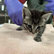 Grey tabby kitten