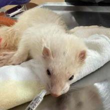 white ferret 