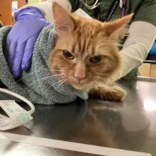 YOUNG FEMALE DMH ORANGE TABBY CAT