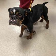 short black bulldog with whit spot on its forehead with brown coloring around its eyes and legs
