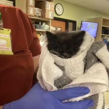YOUNG DLH BLACK FEMALE KITTEN 