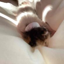 Tiny 2 week old kitten with brown white and black fur 