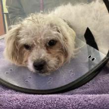  ADULT FEMALE  WHITE MALTESE MIX 