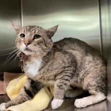 Brown tabby car with white feet and a white chest