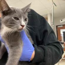  YOUNG MALE DSH GRAY TUXEDO KITTEN