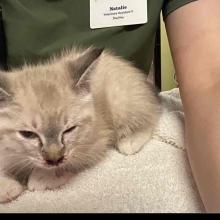 female Intact, White/ Gray Domestic Shorthair