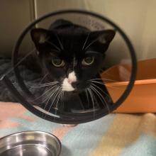 YOUNG ADULT MALE INTACT DSH TUXEDO CAT
