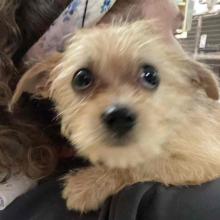 Close up of tan terrier mix sitting on human shoulder