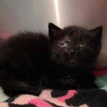 black small kitten with goopy, crusty eyes 