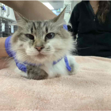 Longhair cat