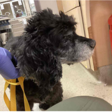 Black Spaniel mix