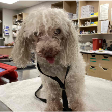 White poodle mix dog