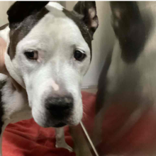 Black and white pit bull dog