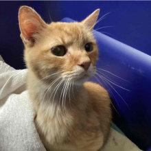Orange cat