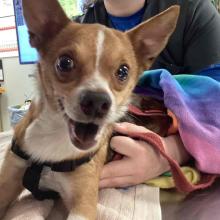 photo of adult orange and white patches chihuahua mix