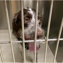 Brown and grey dog