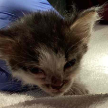 Black and white kitten