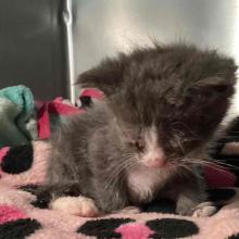 grey and white small kitten with crusted shut eyes 
