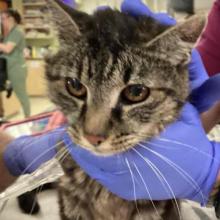 Adult brown tabby cat